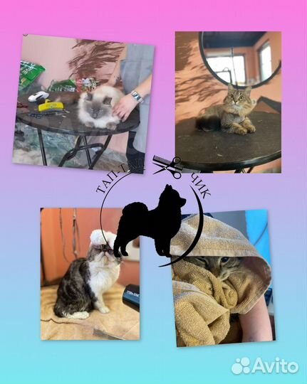 Стрижка кошек