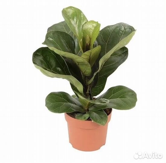 Фикус лирата