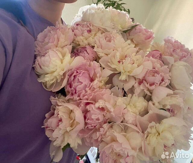 Пионы нежно розовые опт коробка