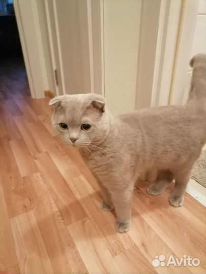 Шотландская вислоухая