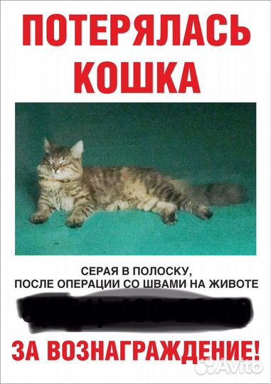 Потерялась кошка