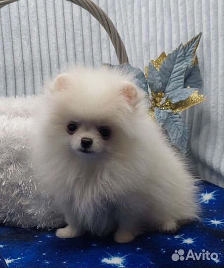 Шпиц мини мальчик беби фейс