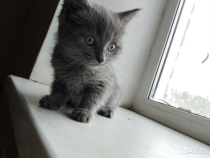 Кошки