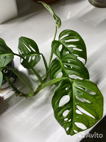 Монстера манки