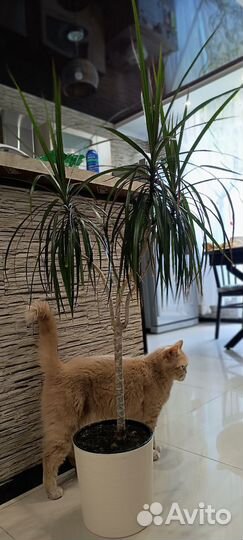 Пальма драцена