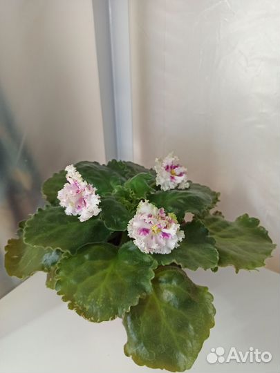 Фиалки химеры