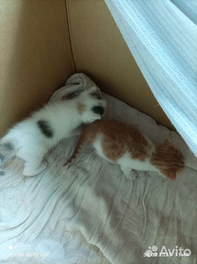 Кошки в добрые руки бесплатно