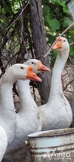 Гуси порода Линда