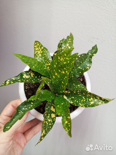 Кодиеум кротон 2 шт в горшке 0.9 л