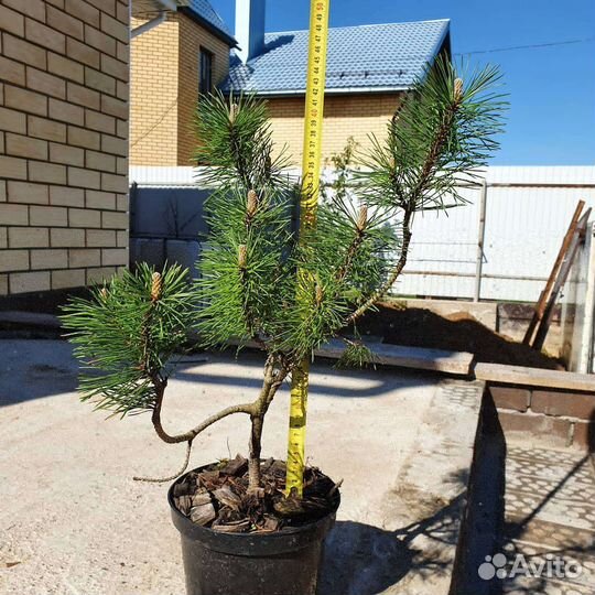 Сосна горная мугус