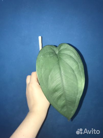 Сингониумы