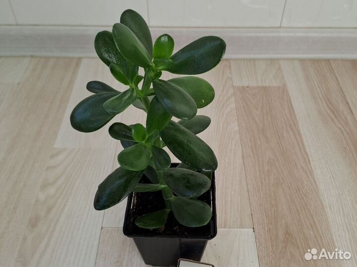 Толстянка (Crassula ovata)