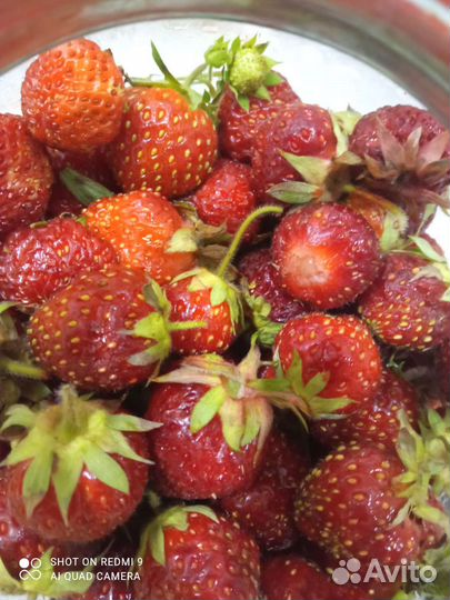 Рассада клубники