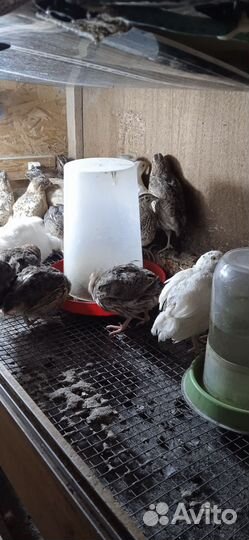 Домашняя птица перепела