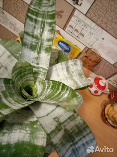 Продаю цветок комнатный