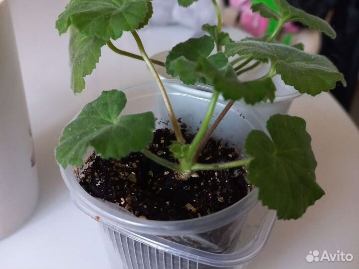 Пеларгония герань сортовая