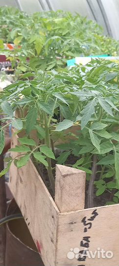 Рассада помидор,перцев,огурцов,многолетники