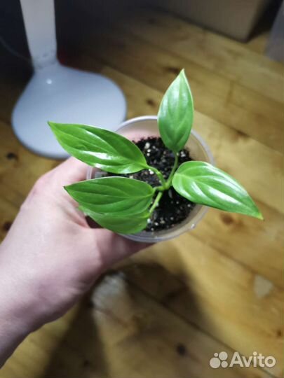 Комнатные растения