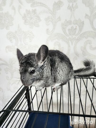 Шиншиллы с клеткой