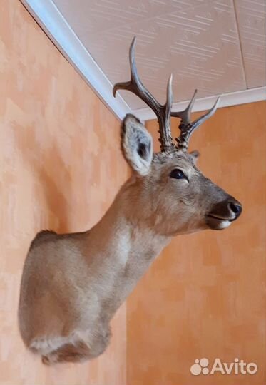 Чучело косули