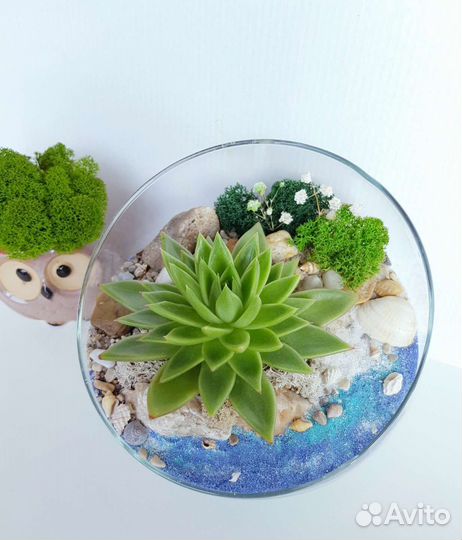 Флорариум с суккулентами. Оригинальный подарок