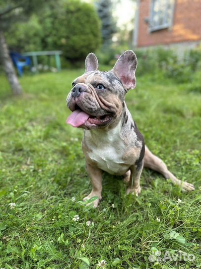 Французский бульдог вязка