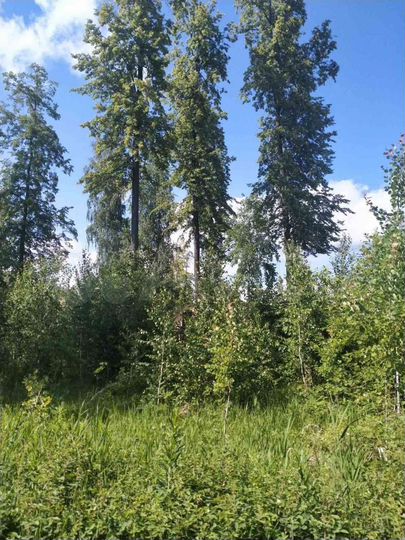 Участок 9 сот. (СНТ, ДНП)