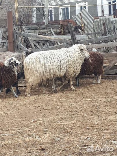 Овцы бараны