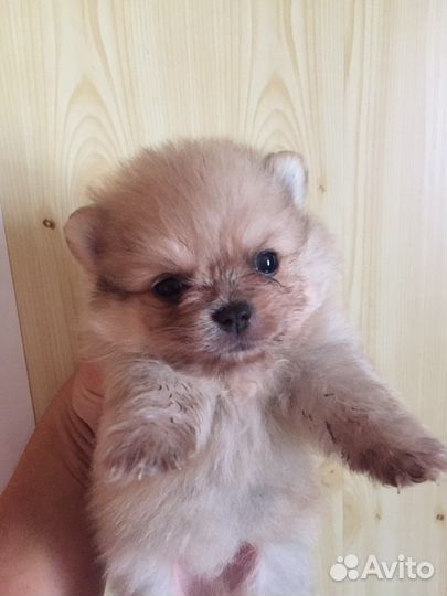 Щенки шпица