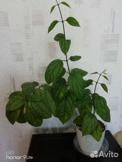 Клеродендрум Томпсона