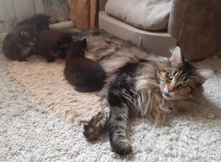 Котята мейн-кун