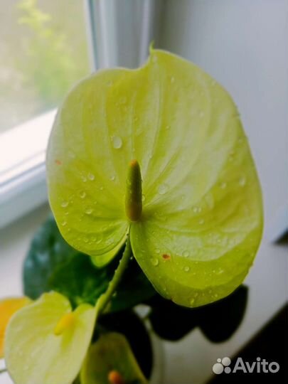 Антуриум ванилла