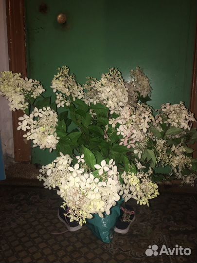 Гортензия крупнолистная саженцы