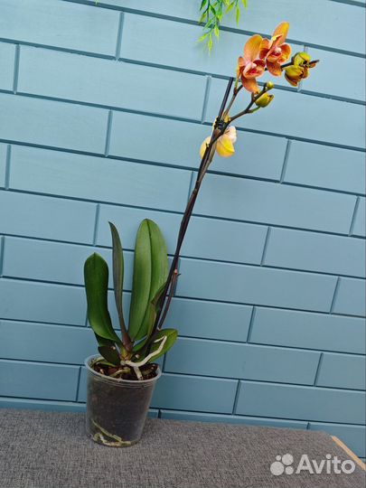 Орхидея бантик Яблочный пирог