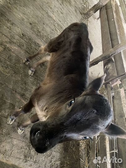 Крс с/х животные