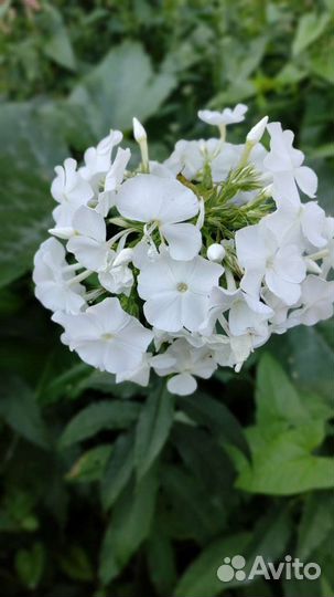 Садовые многолетники