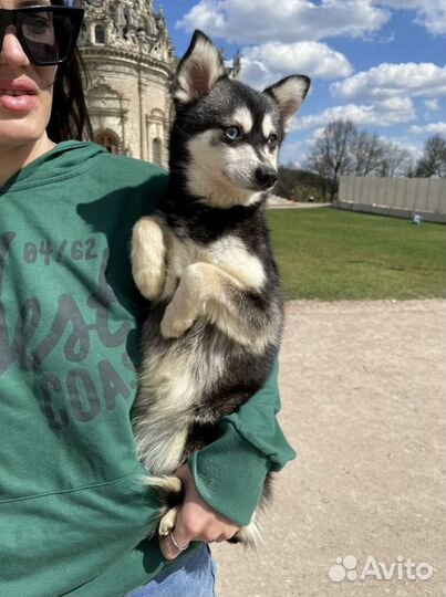 Аляскинский кли кай или помски