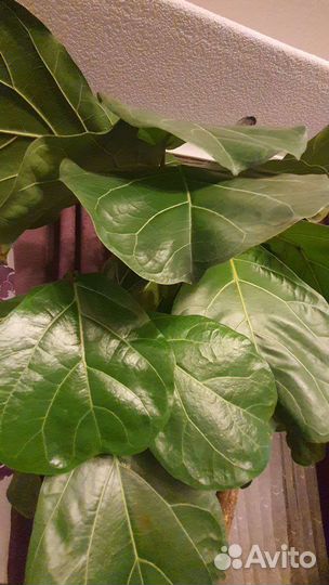 Фикус лирата большой (h-220см)