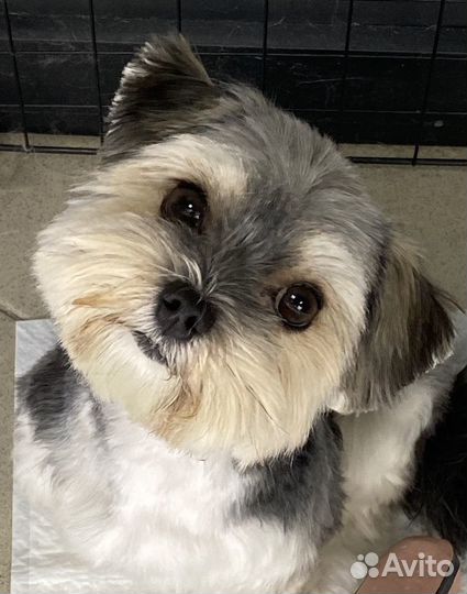 Услуги грумера