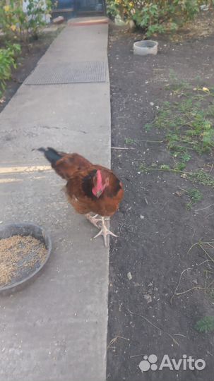 Молодые петухи