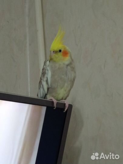 Попугай Корелла (нимфа)