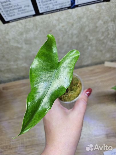 Алоказии детки