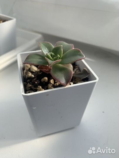 Суккуленты