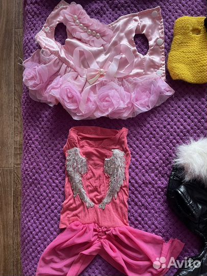 Одежда для маленькой собачки