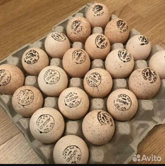 Инкубационное яйцо