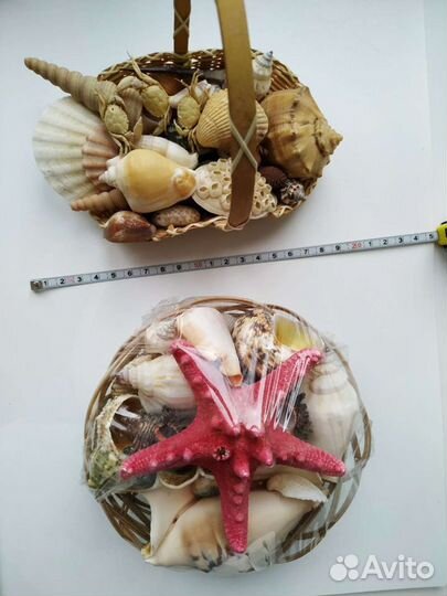 Ракушки разных размеров