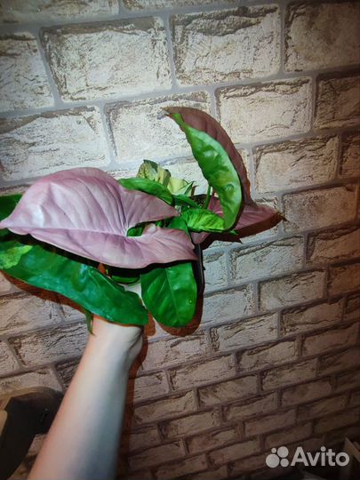 Сингониум Панда Сциндапсус Хэппи Лиф