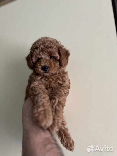 Девочка maltipoo mini