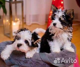 Щеночки Бивер девочки