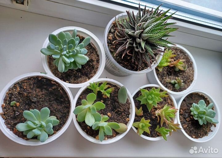 Суккуленты